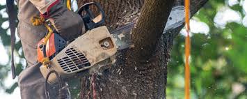 Best Tree Health Inspection  in Winooski, VT