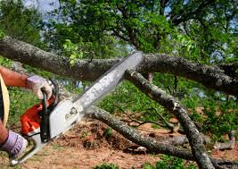 Best Fruit Tree Pruning  in Winooski, VT