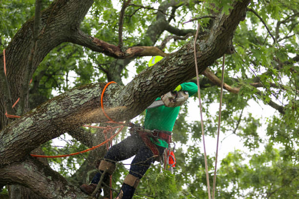 Best Emergency Tree Removal  in Winooski, VT