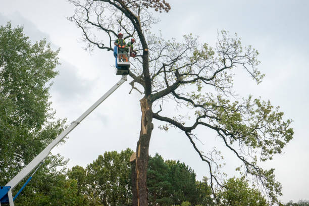 Best Tree and Shrub Care  in Winooski, VT