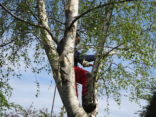 Best Storm Damage Tree Cleanup  in Winooski, VT