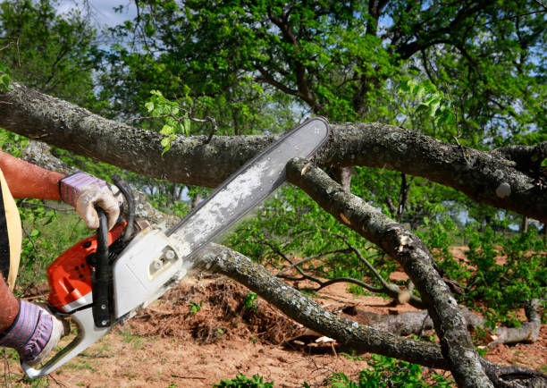 How Our Tree Care Process Works  in  Winooski, VT