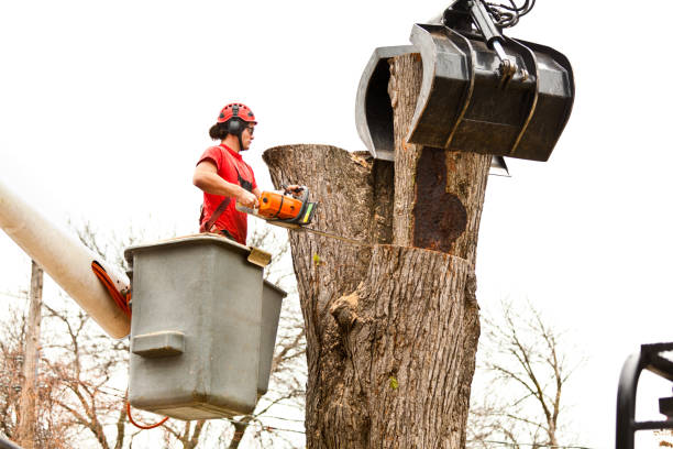 Best Firewood Processing and Delivery  in Winooski, VT